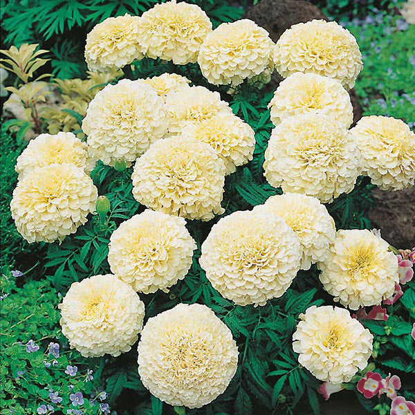 Marigold F1 Vanilla HY Flower Seeds – cream-white blooms – myBageecha