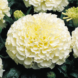 Marigold F1 Vanilla HY Flower Seeds – winter flowers