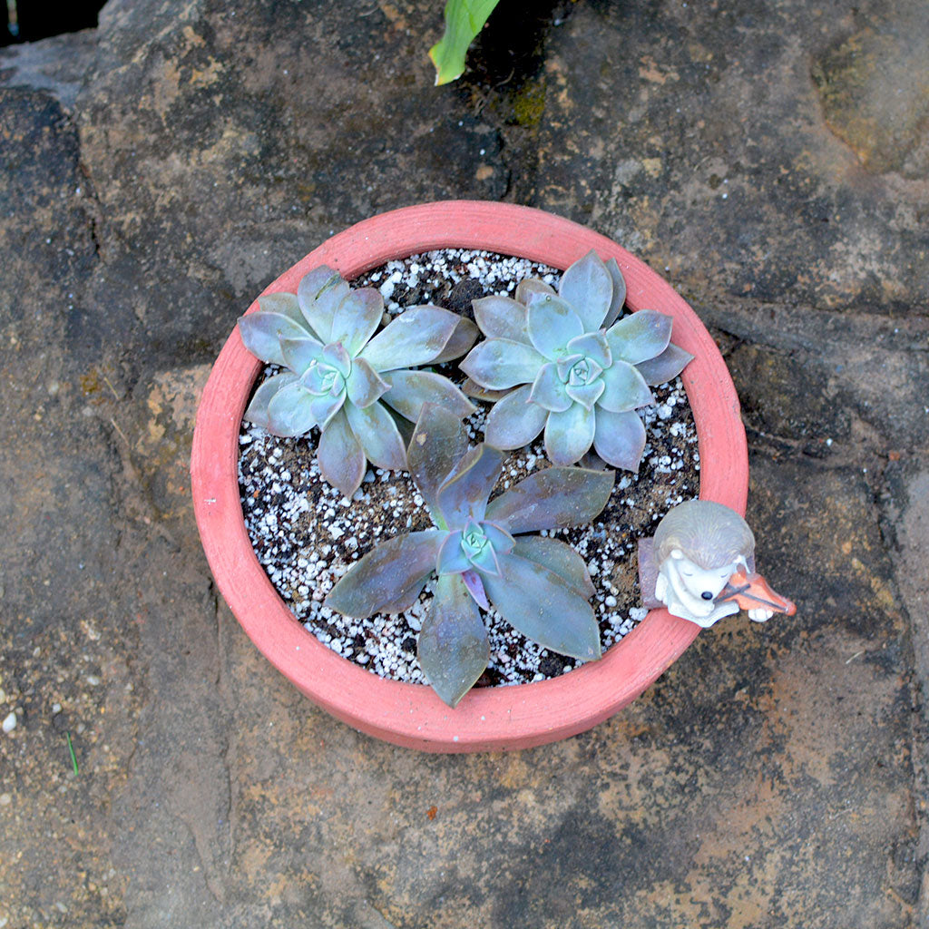 Top view of Circular Terracotta Pots - myBageecha