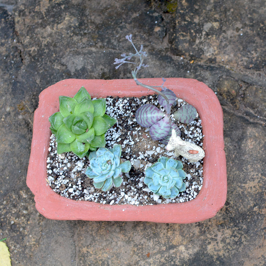 Top view of Lined Rectangle Terracotta Pots