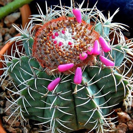 Melocactus Azureus Melon Cactus Plant - myBageecha