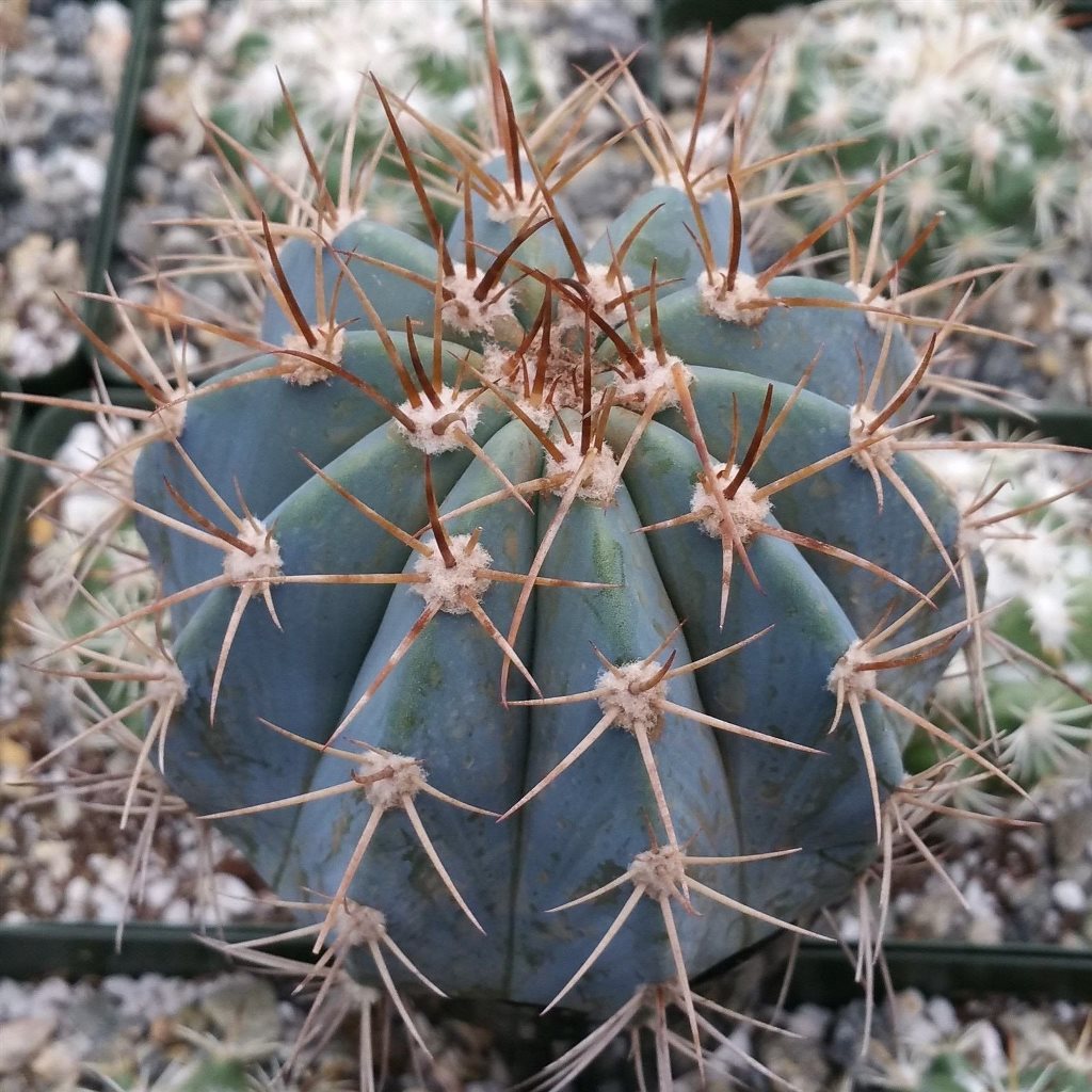 Melocactus Azureus Melon Cactus Plant - myBageecha