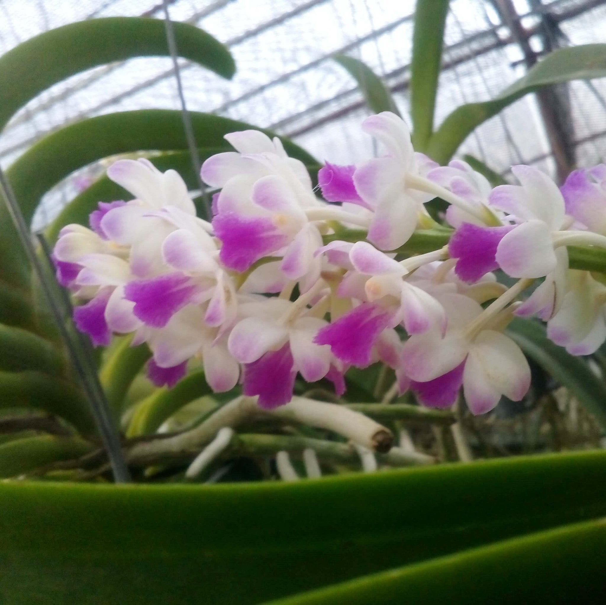 Mem Suranaree Plants myBageecha - myBageecha