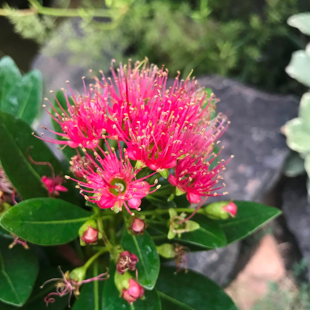 Metrosideros Carminea Plant - myBageecha