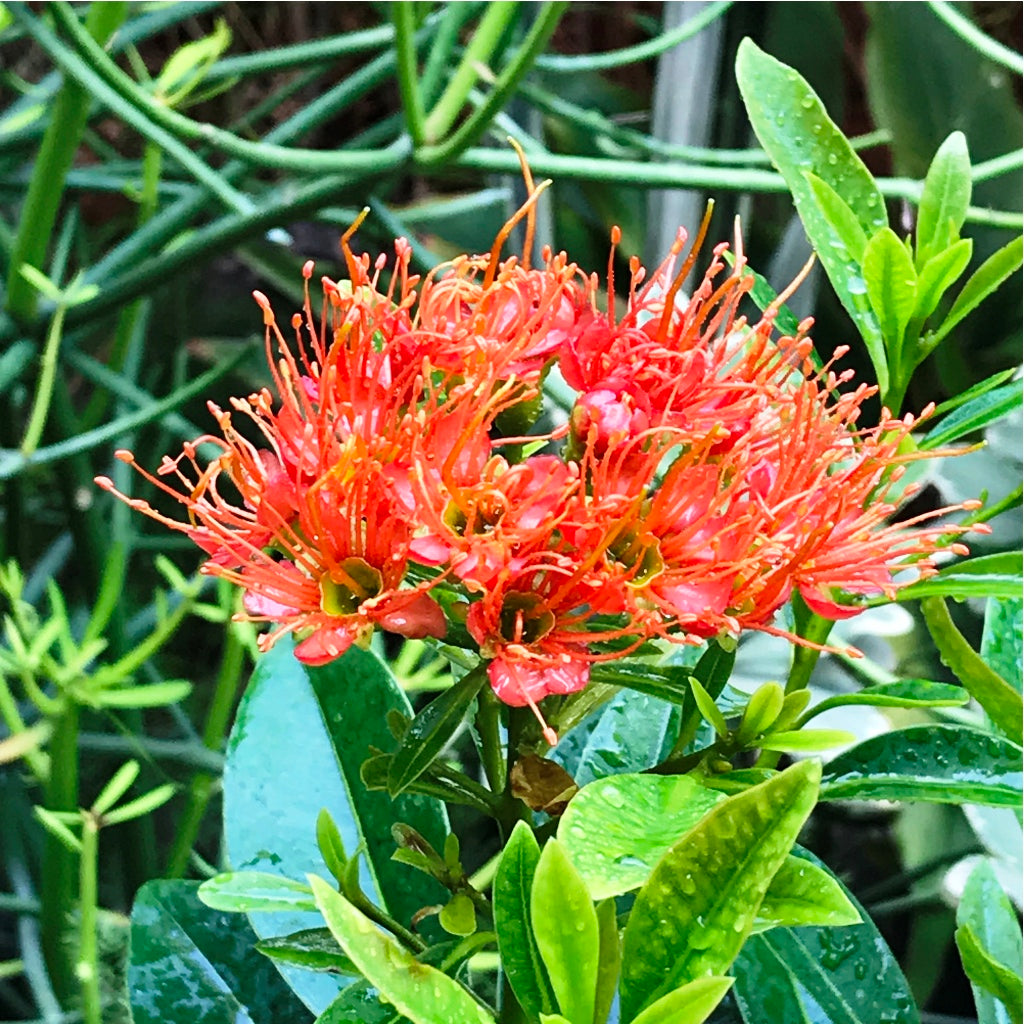 Metrosideros Excelsa Plant - myBageecha