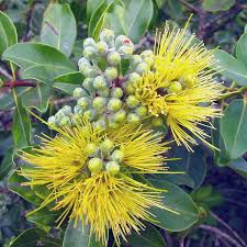 Metrosideros Excelsa var. Aurea Plant - myBageecha