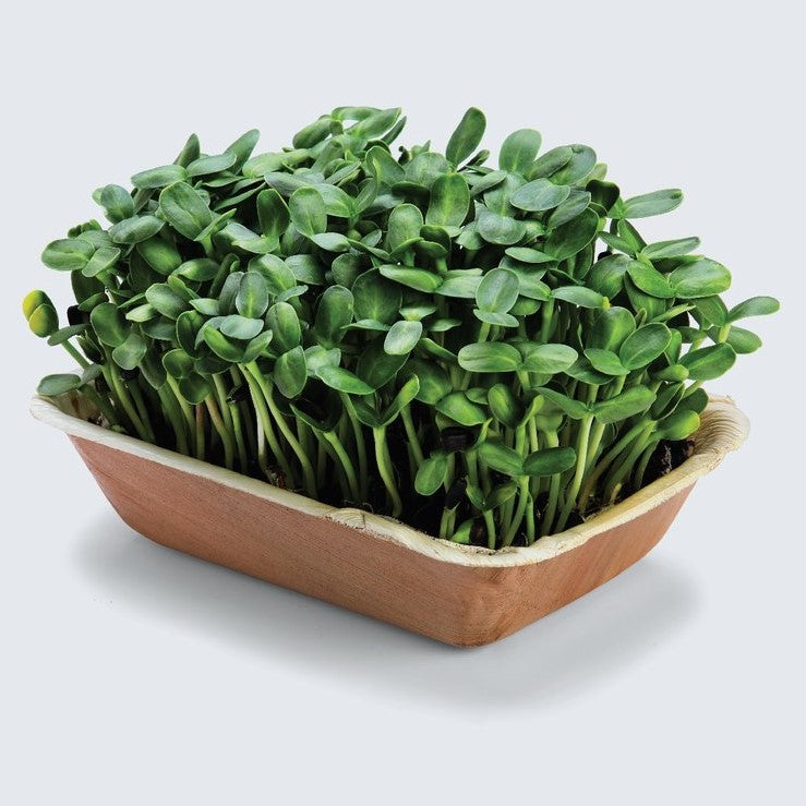 Sunflower microgreens foliage, All Season harvest - myBageecha