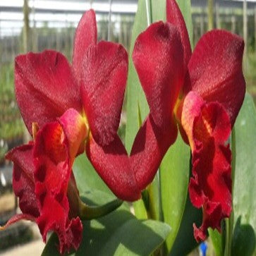 Cat. Mini Red Dragon - myBageecha