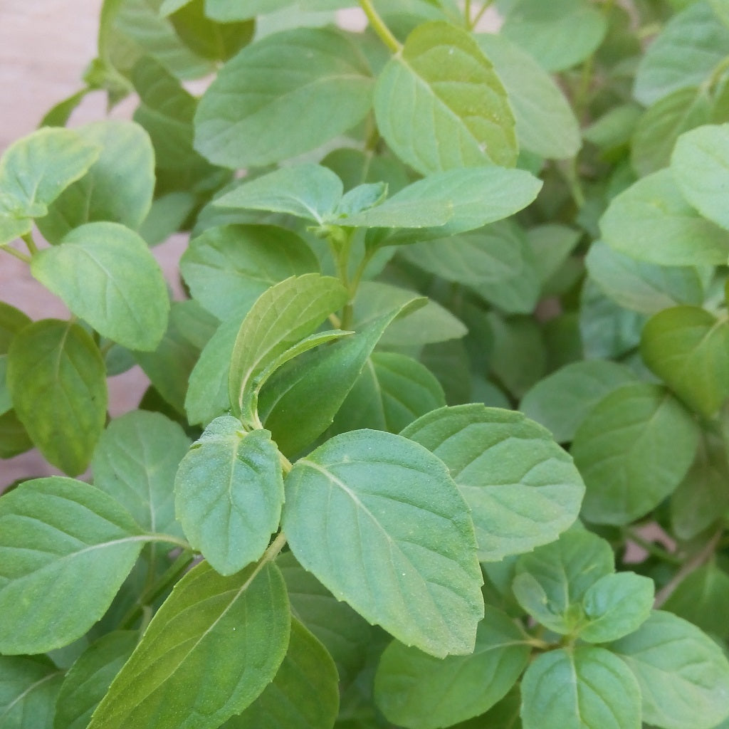 Peppermint Mentha Piperita Plant - myBageecha