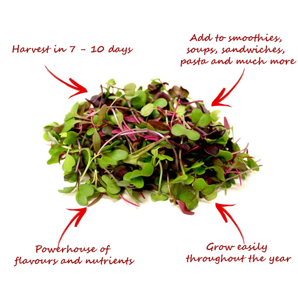 Eco Microgreen Grow Kit (Large) - myBageecha