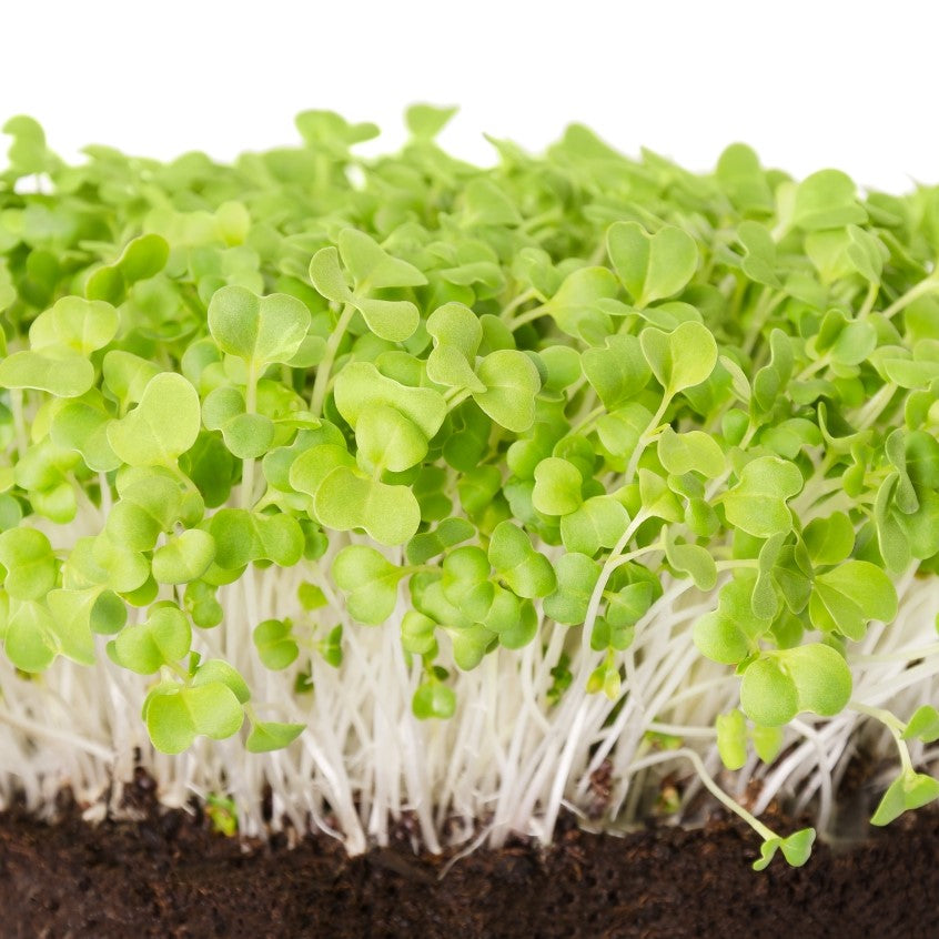 Microgreens Mizuna Green Seeds – myBageecha