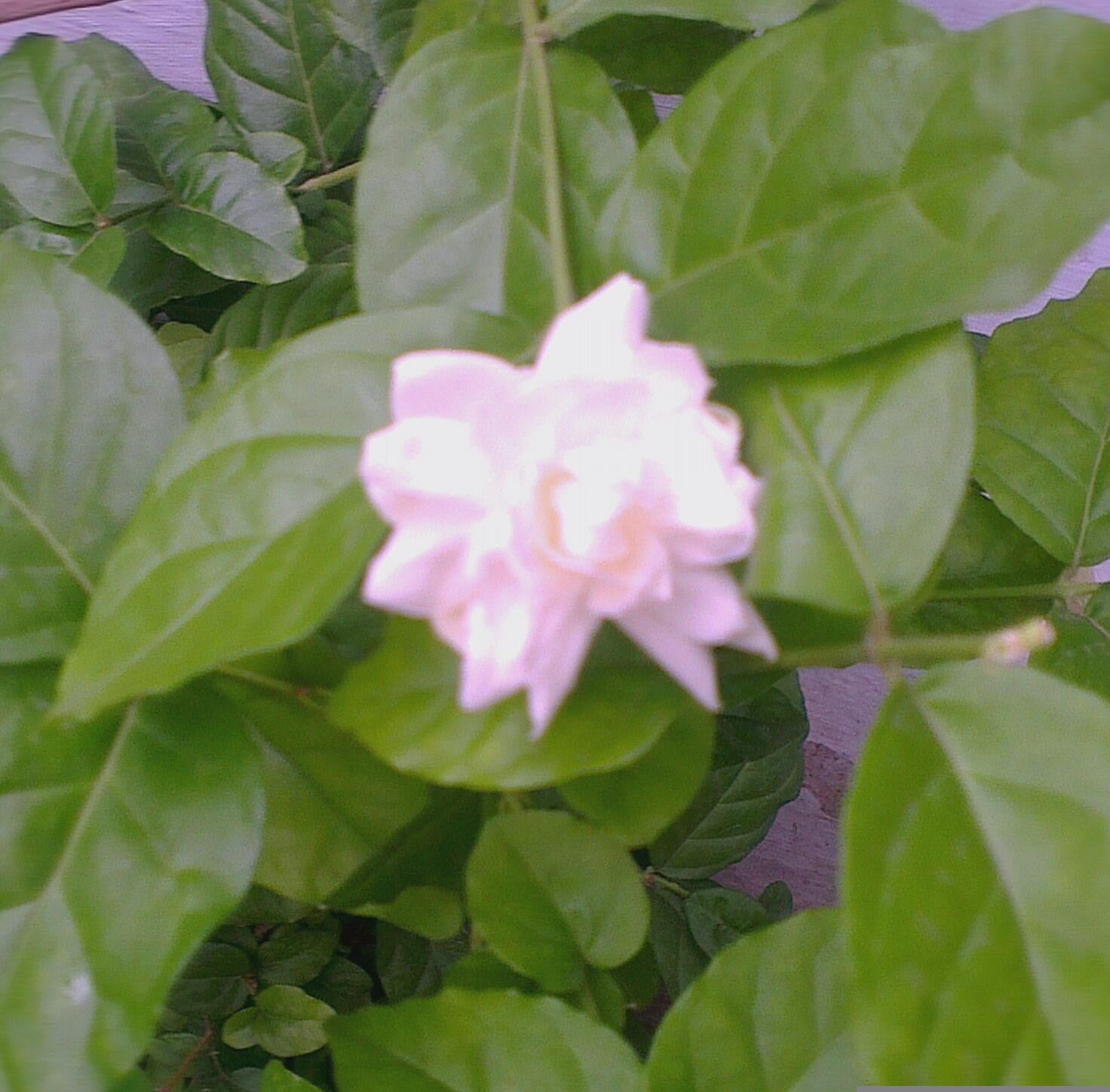 Bela Mogra / Jasminum Sambac Plants myBageecha - myBageecha