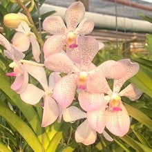 White Christine X V. Kultana Gold - myBageecha