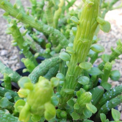 Monadenium Ellenbeckii Octopus Arms Succulent Plant - myBageecha