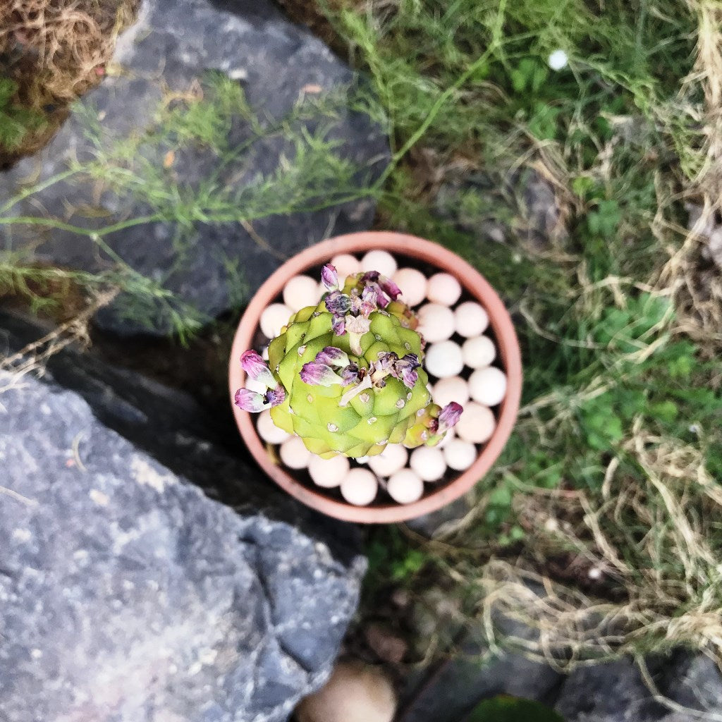 Monadenium Ritchiei f. Variegata Cactus Plant - myBageecha
