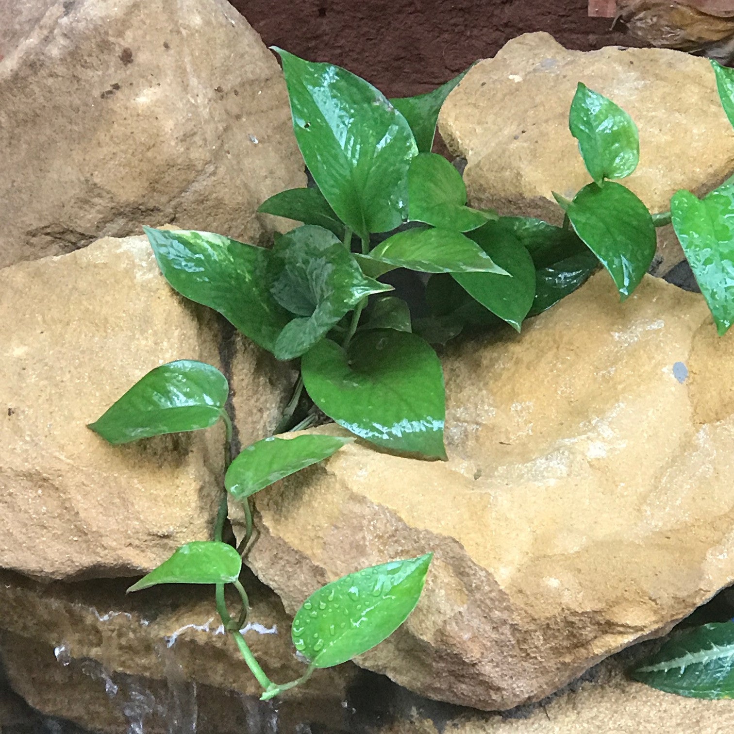 Pothos Green Queen Indoor Trailing Plant
