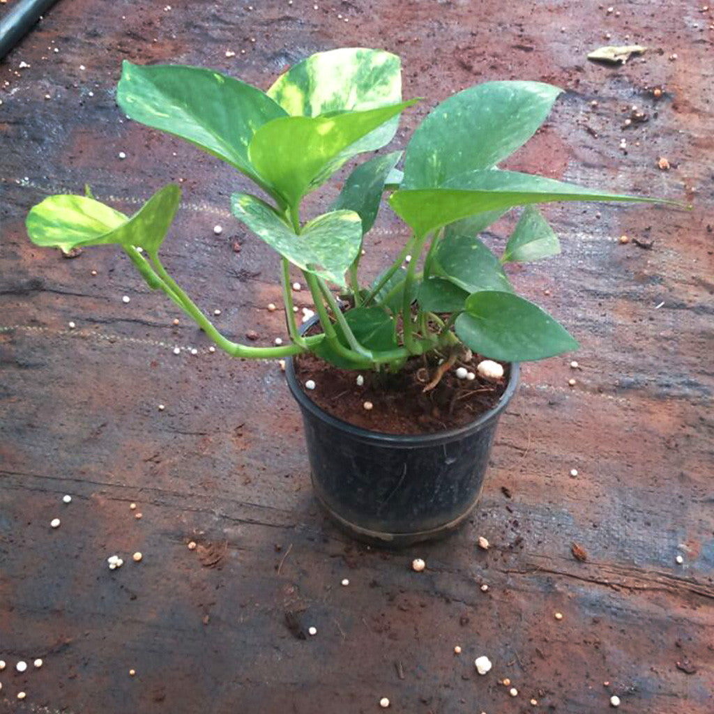 Golden Pathos Plants myBageecha - myBageecha