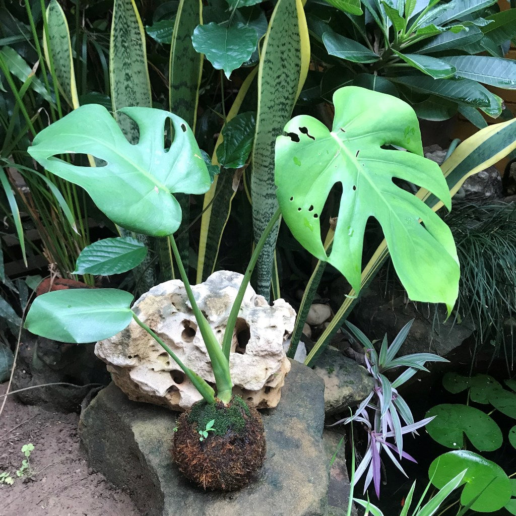 Kokedama Moss Ball Monstera Deliciosa Plant - myBageecha