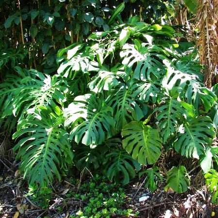 Monstera Deliciosa Plant with large green leaves.- myBageecha
