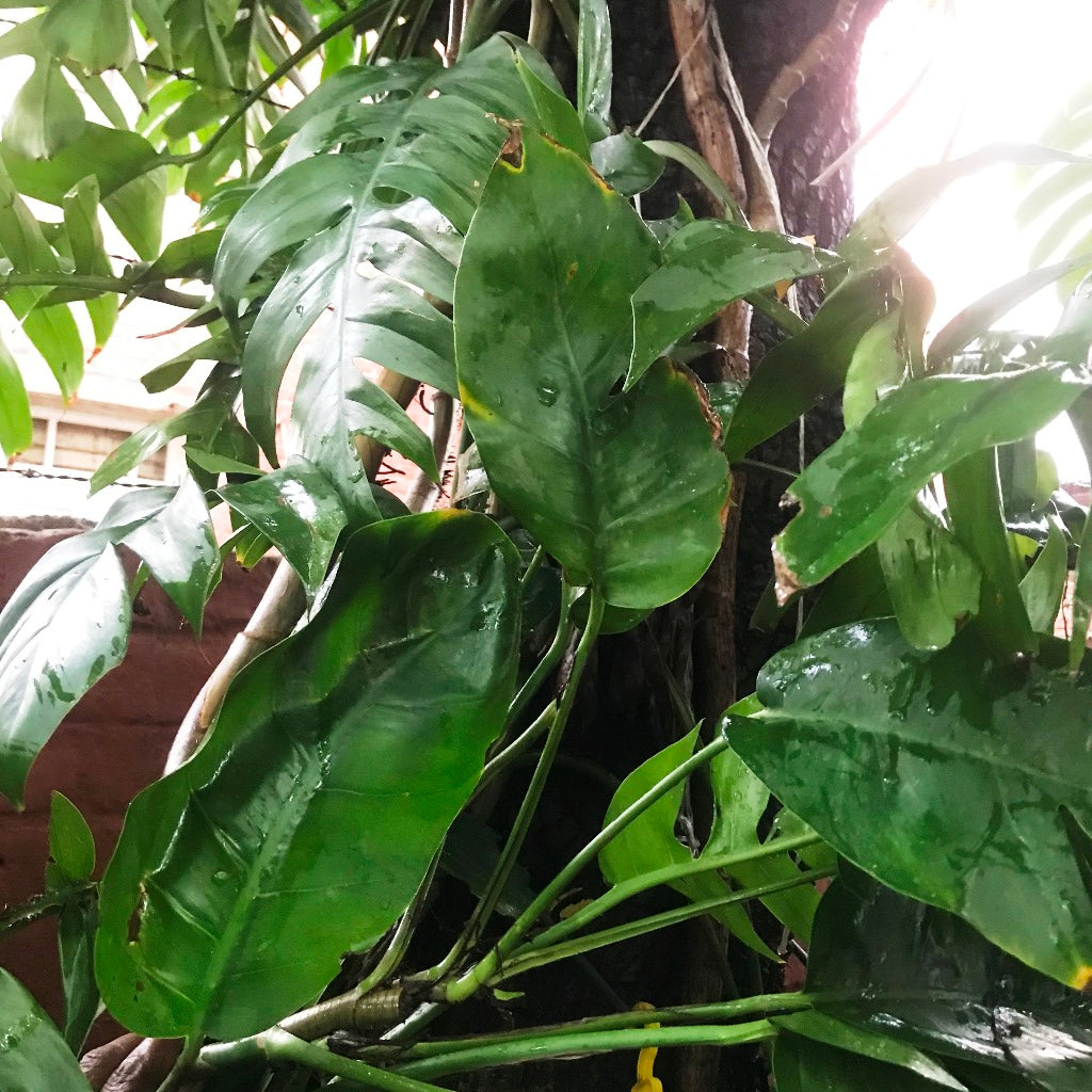 Epipremnum Pinnatum Plant trailing vine form