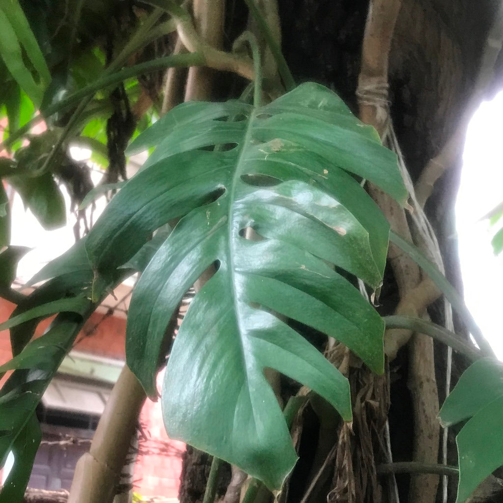 Epipremnum Pinnatum Plant potted display