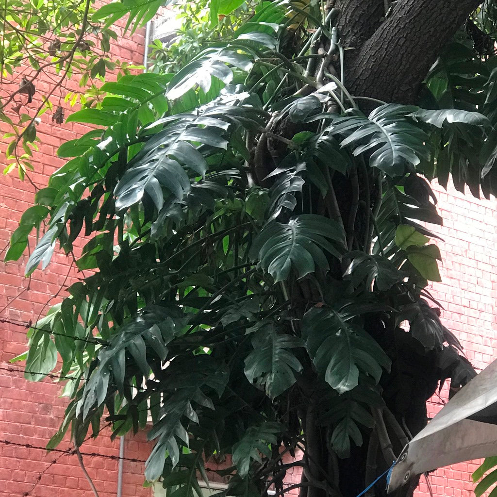 Epipremnum Pinnatum Plant leaf texture - mybageecha