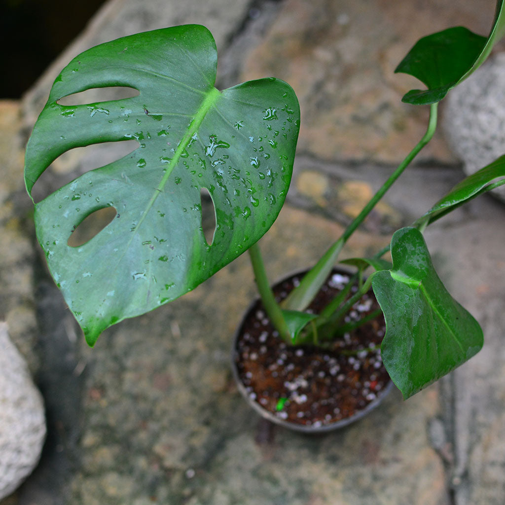 Monstera Deliciosa indoor foliage plant with split glossy leaves.