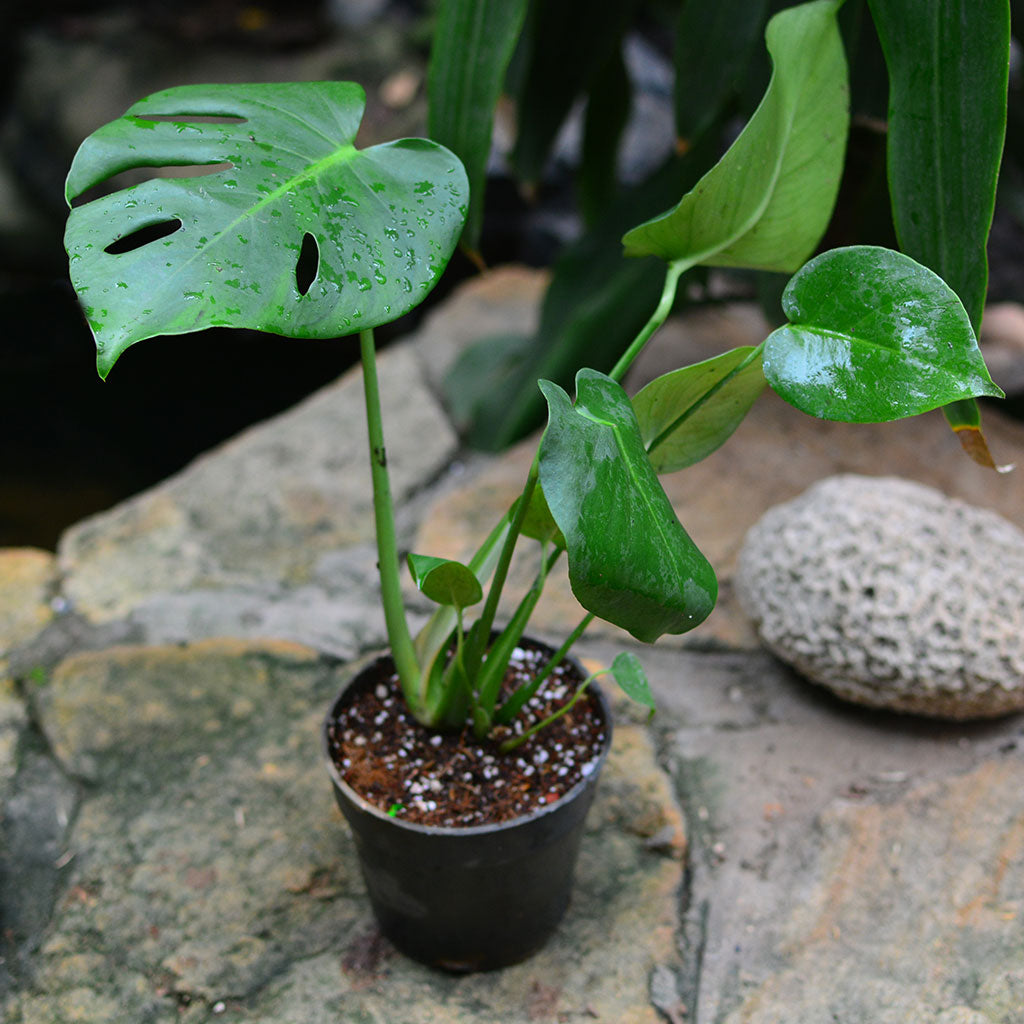 Monstera Deliciosa Plant with large perforated green leaves.