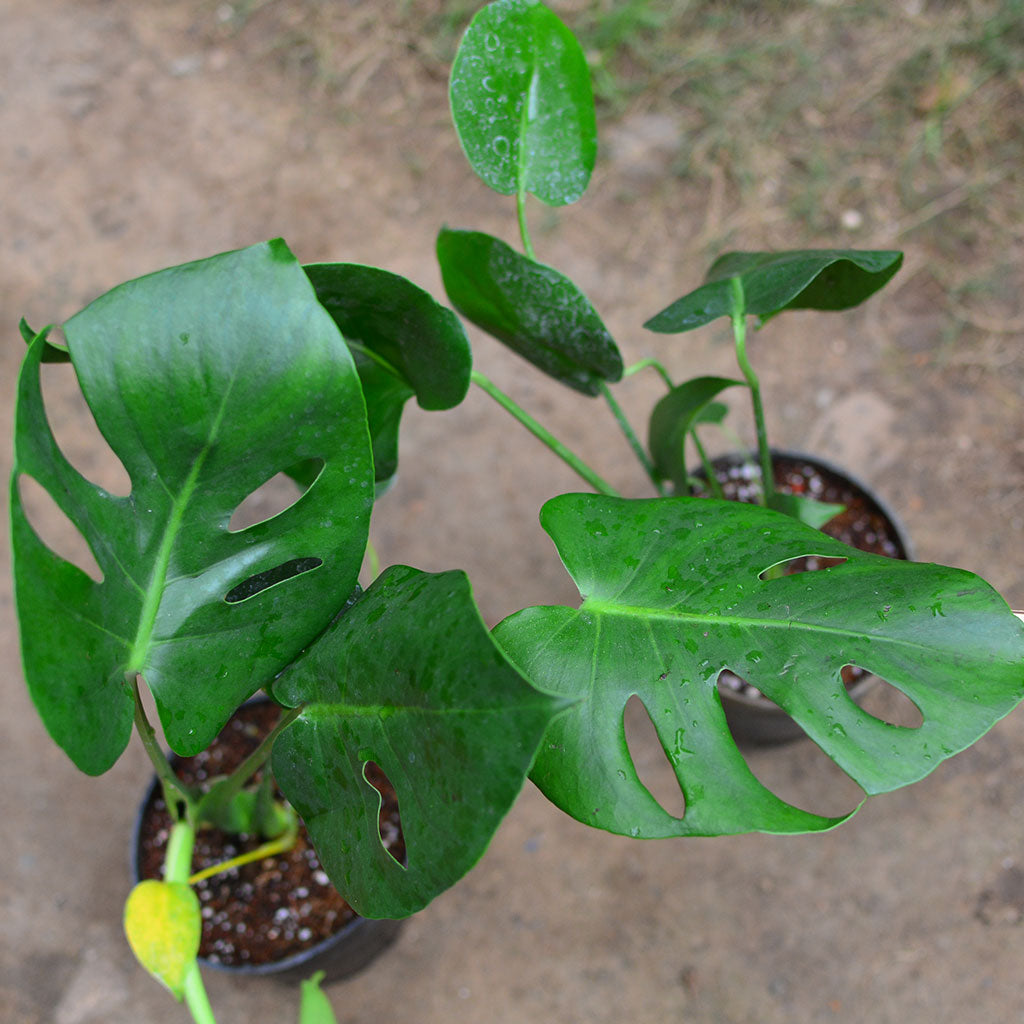 Monstera Deliciosa indoor foliage plant - myBageecha
