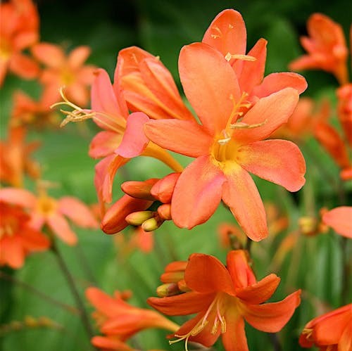 Crocosmia 'Aurora' (Bulbs) - myBageecha