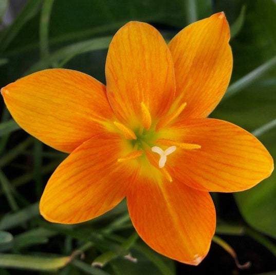 Rain Lily 'Moonstone' (Bulbs) - myBageecha