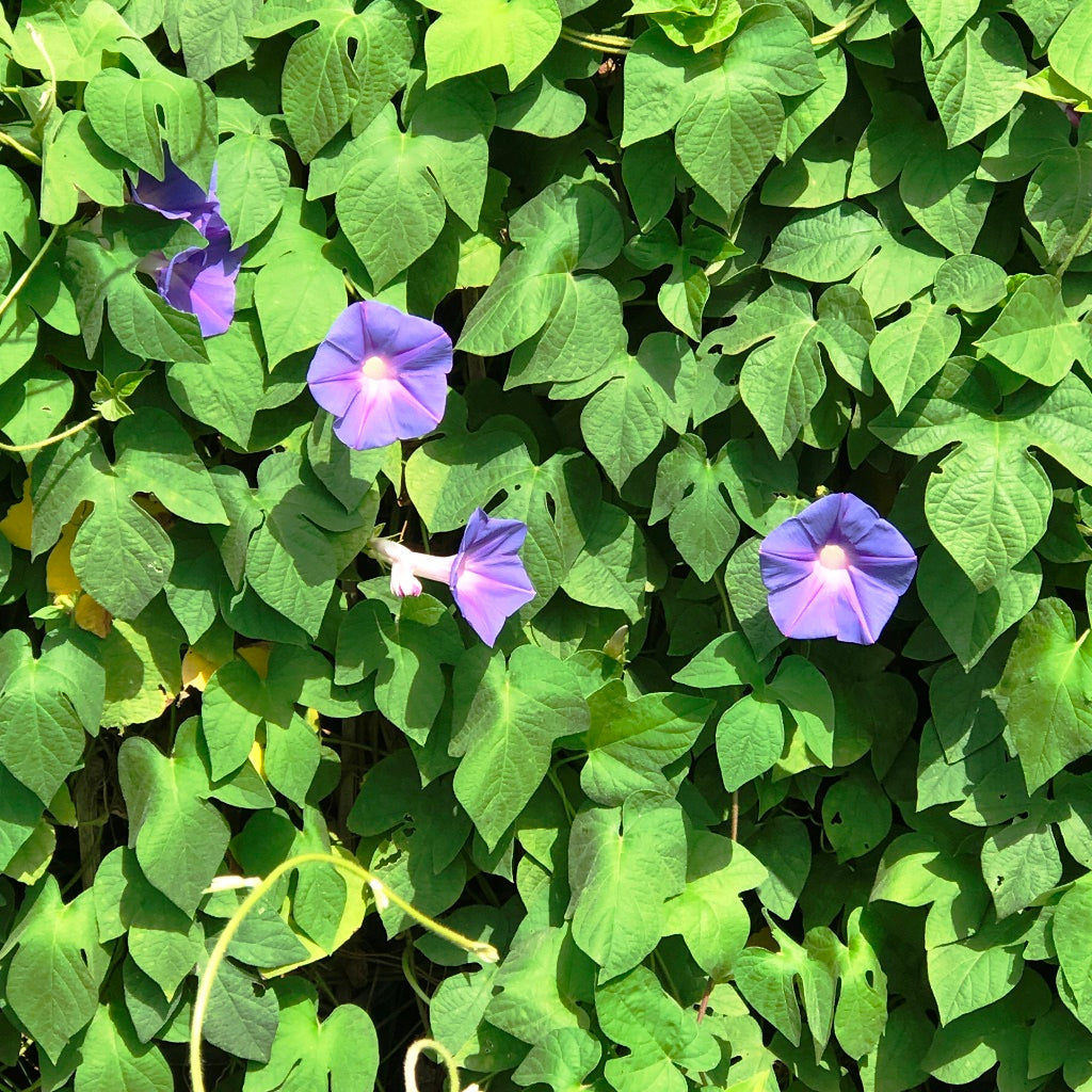 Ipomoea Purpurea Morning Glory Plant - myBageecha