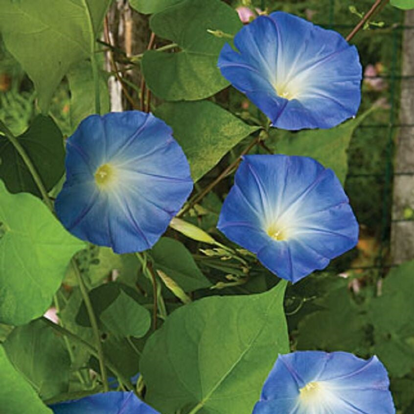 Ipomoea Purpurea Morning Glory Plant - myBageecha