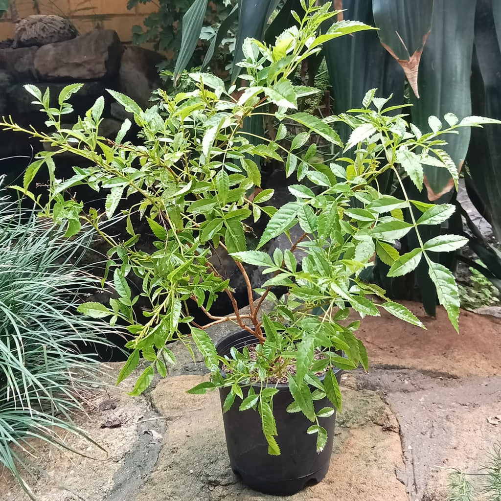 Campsis Grandiflora Morning Calm Plant - myBageecha