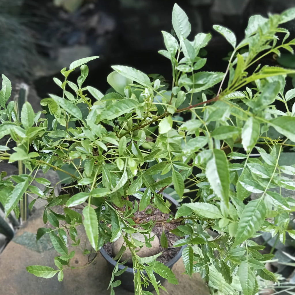 Campsis Grandiflora Morning Calm Plant - myBageecha