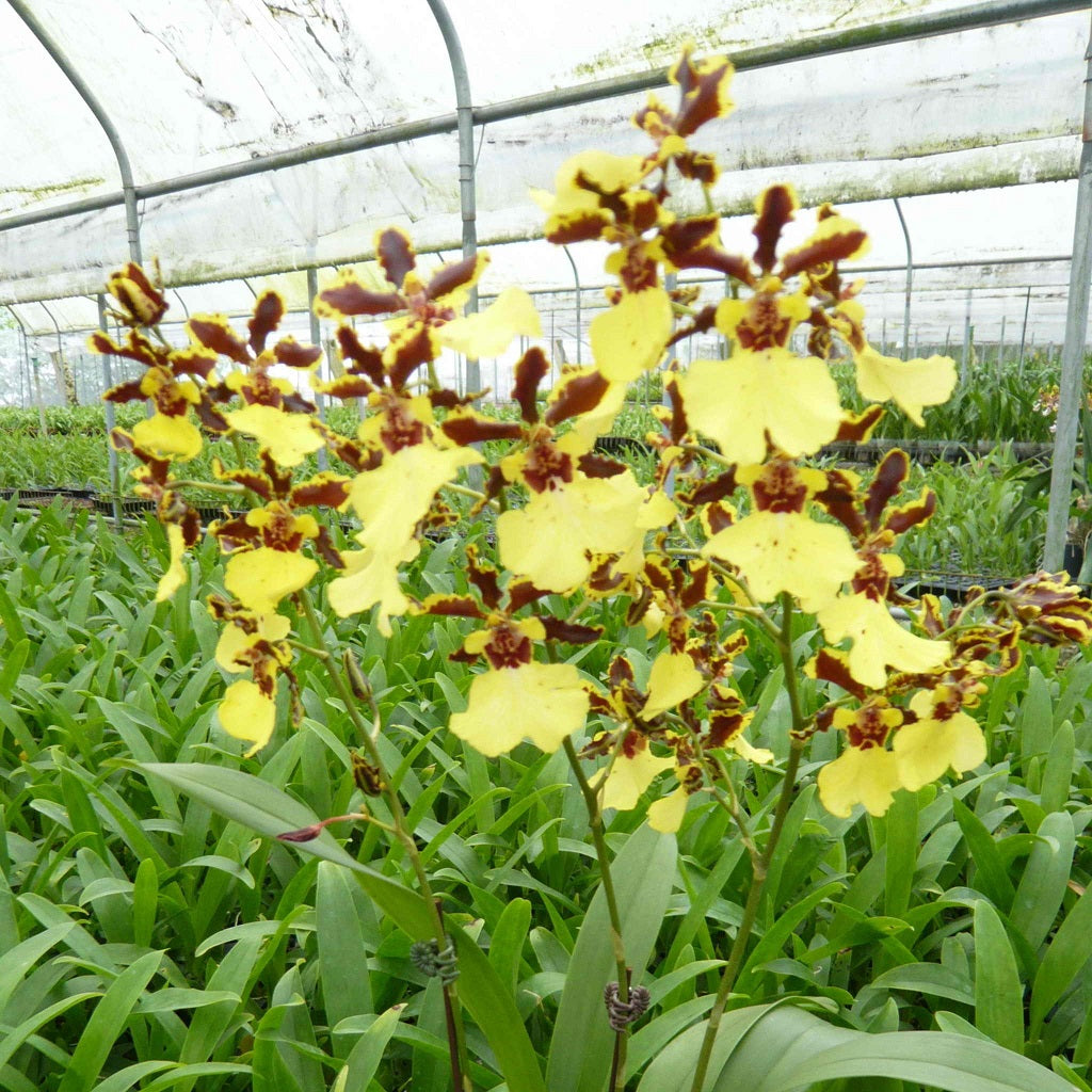 Miltonidium Avalon Bay 'Wasp' - myBageecha