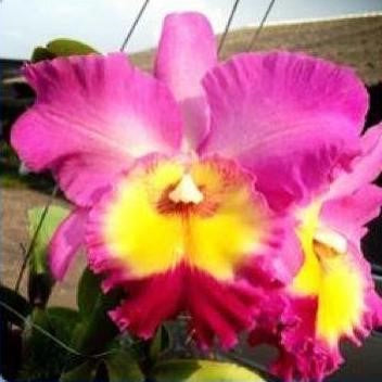 Catt. Nakorn Chaisri Pink - myBageecha