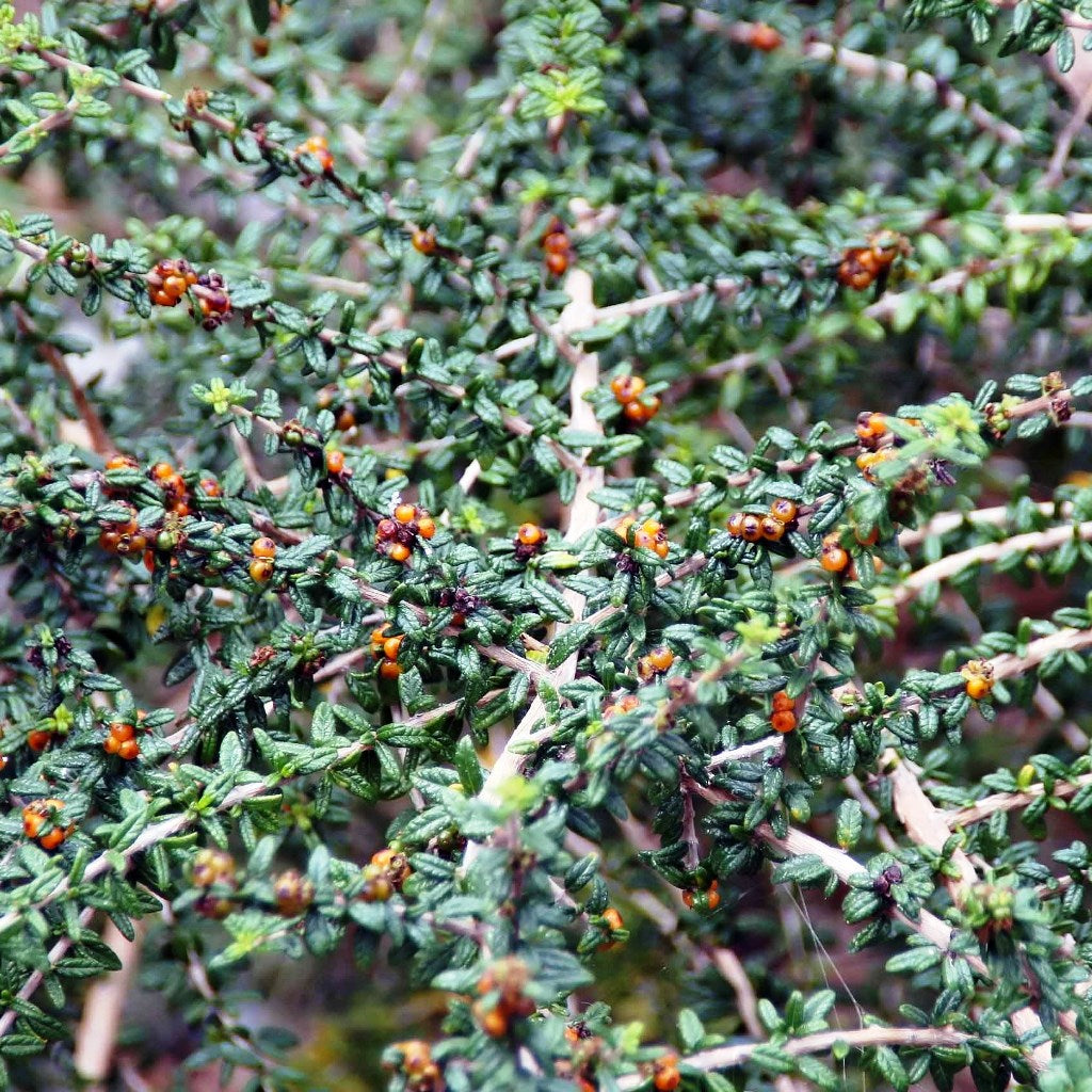Bonsai Nashia Inaguensis Plant - myBageecha