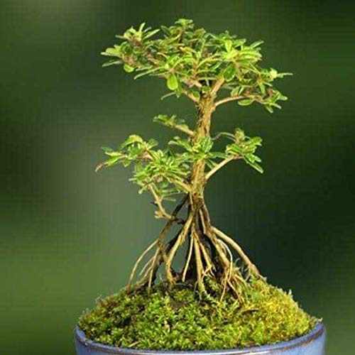 Bonsai Nashia Inaguensis Plant - myBageecha