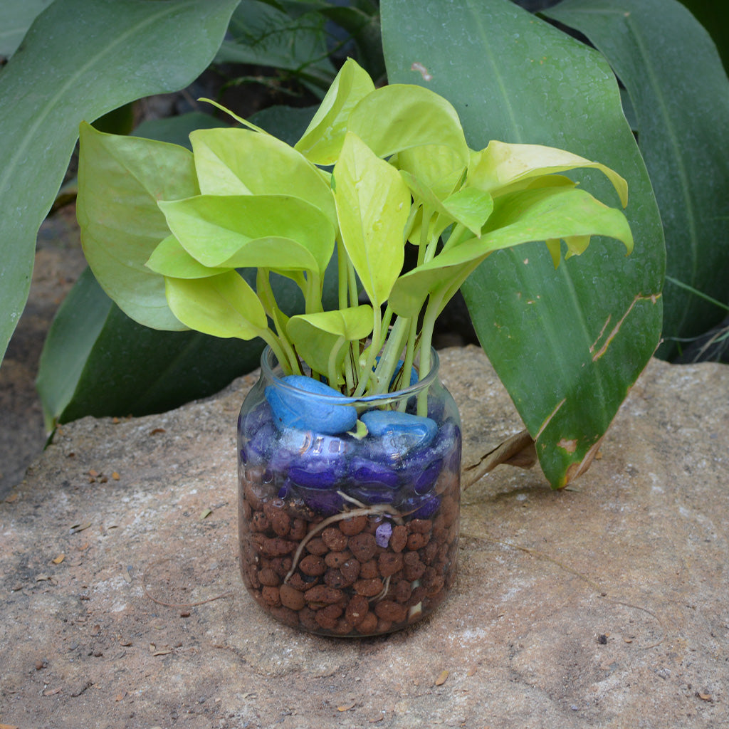 Neon Lush Water Terrarium Kit - myBageecha