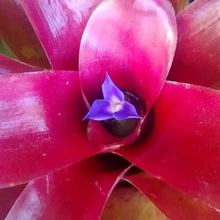 Neoregelia Fireball Plant - myBageecha