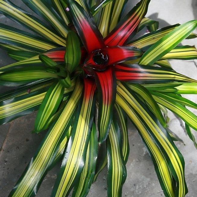 Neoregelia Carolinae Tricolor Plant - myBageecha