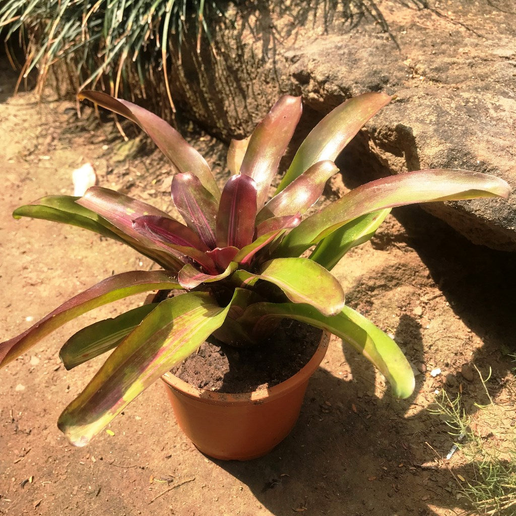 Neoregelia Fireball Variegata Plant - myBageecha