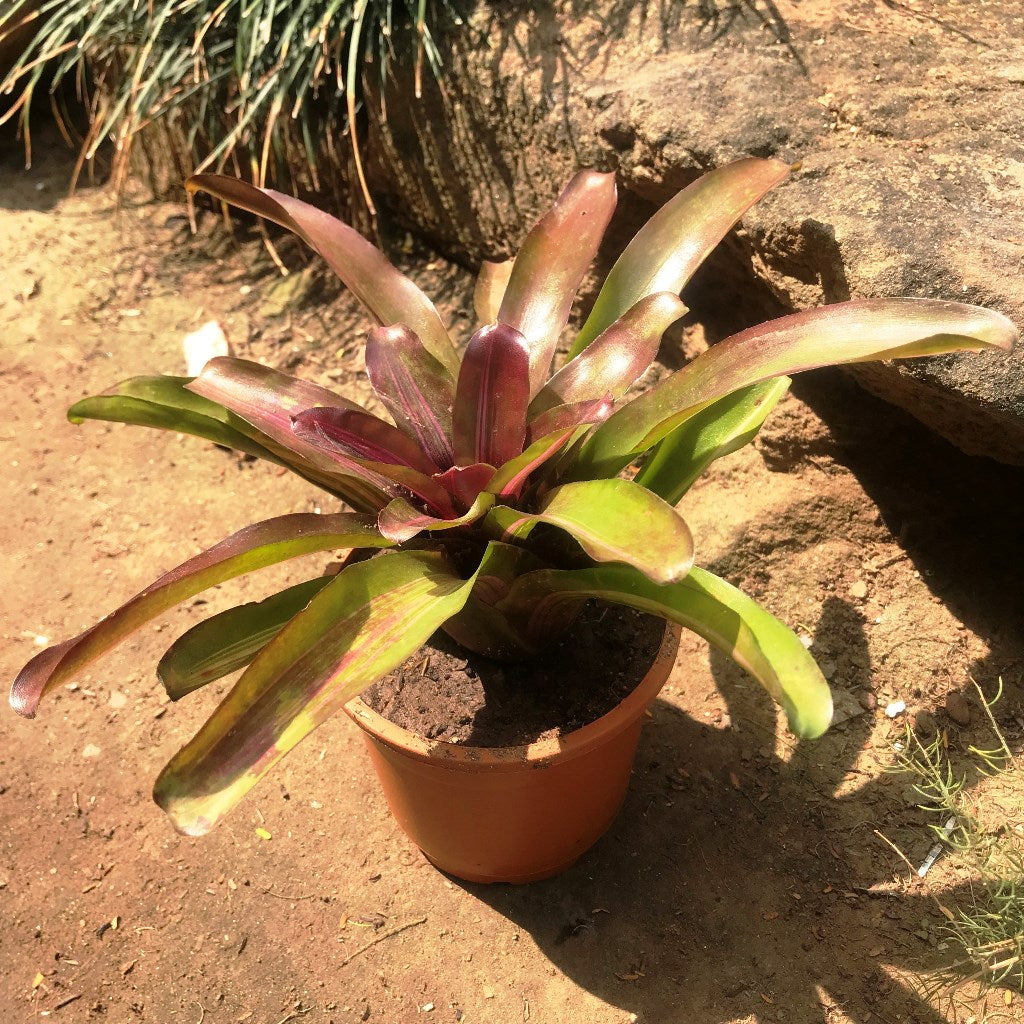 Neoregelia fireball variegata showing striped foliage with red tint by myBageecha