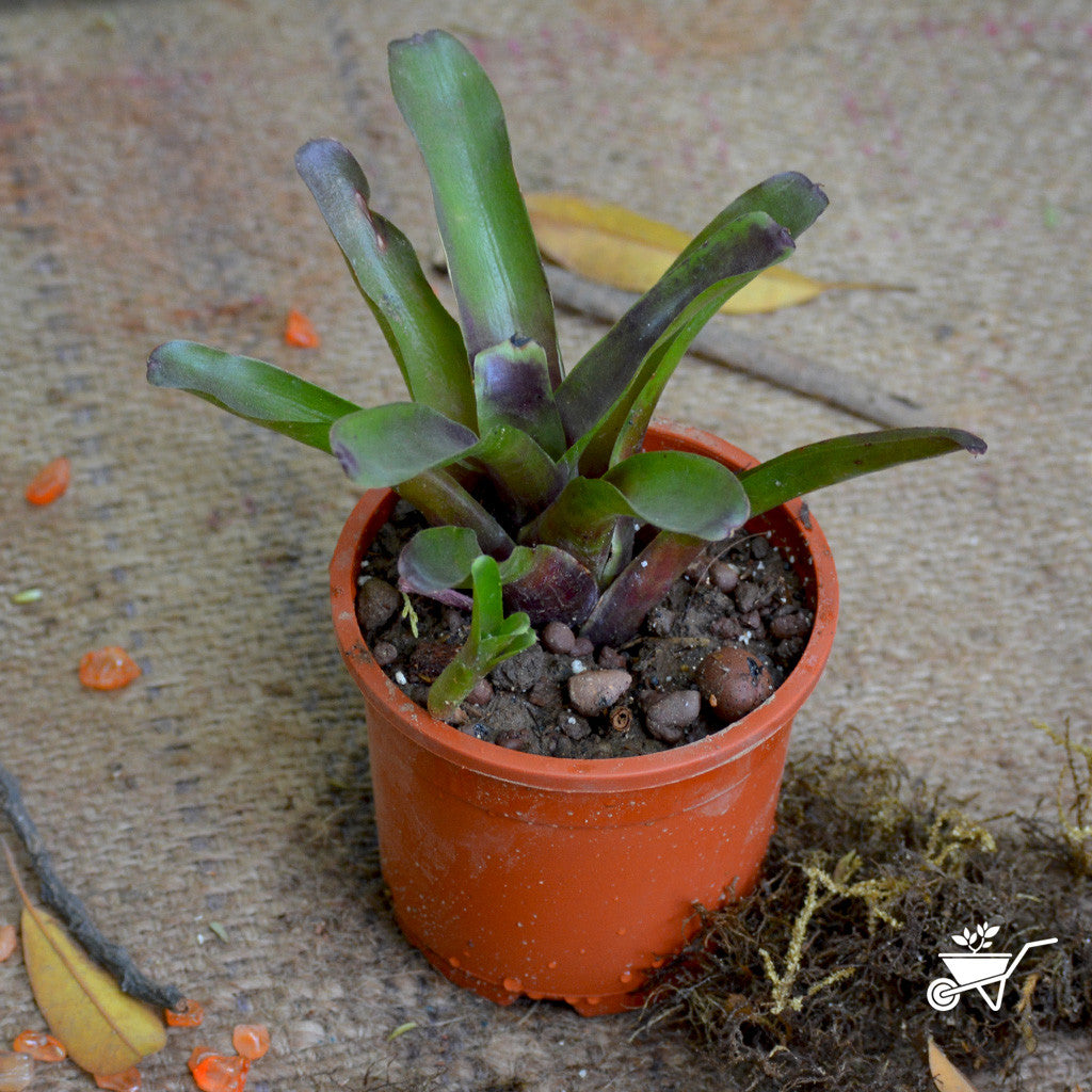 Front view showing compact red leaf cluster.