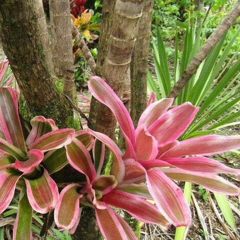 Front view highlighting gentle pink leaf tone.