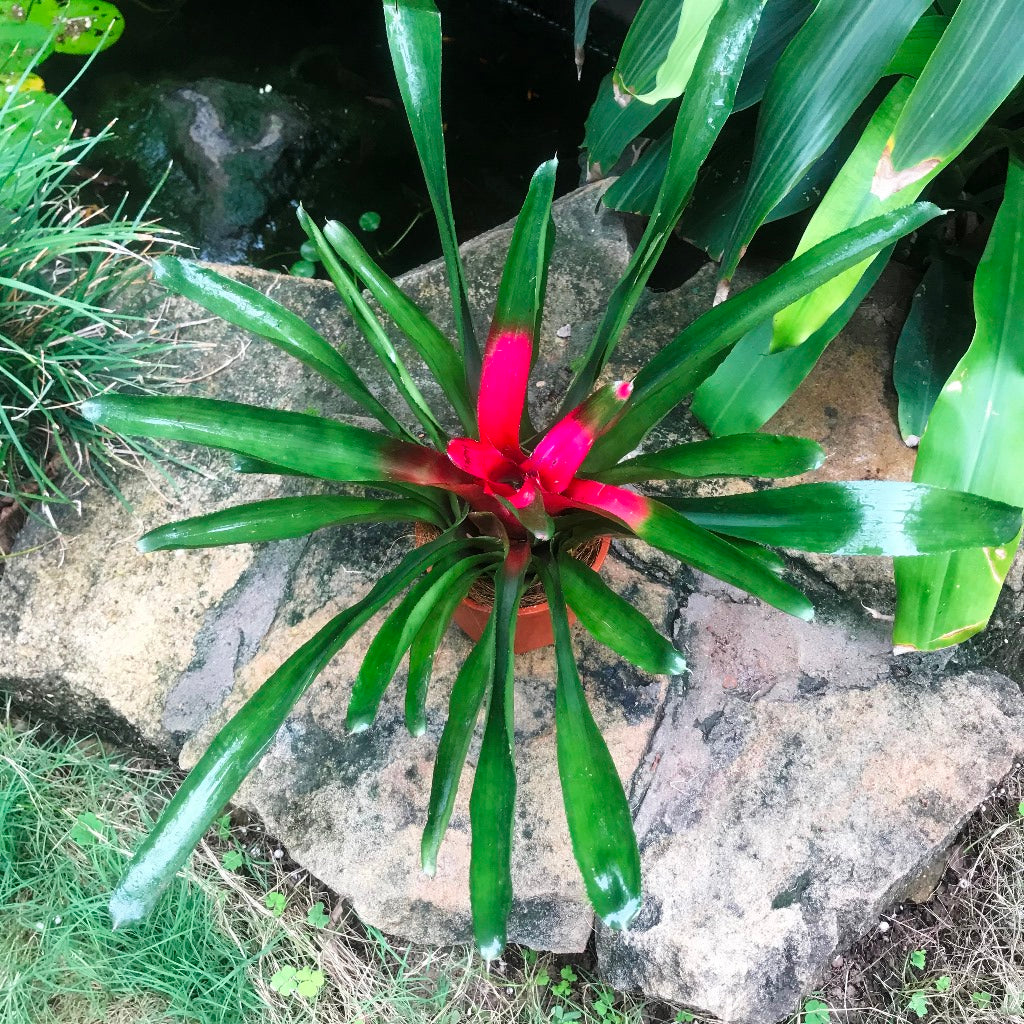 Top view emphasizing leaf banding and center symmetry.