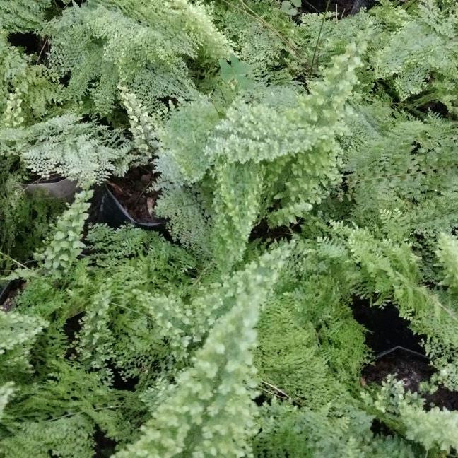 Nephrolepis exaltata 'Bostoniensis Compacta' Plants myBageecha - myBageecha