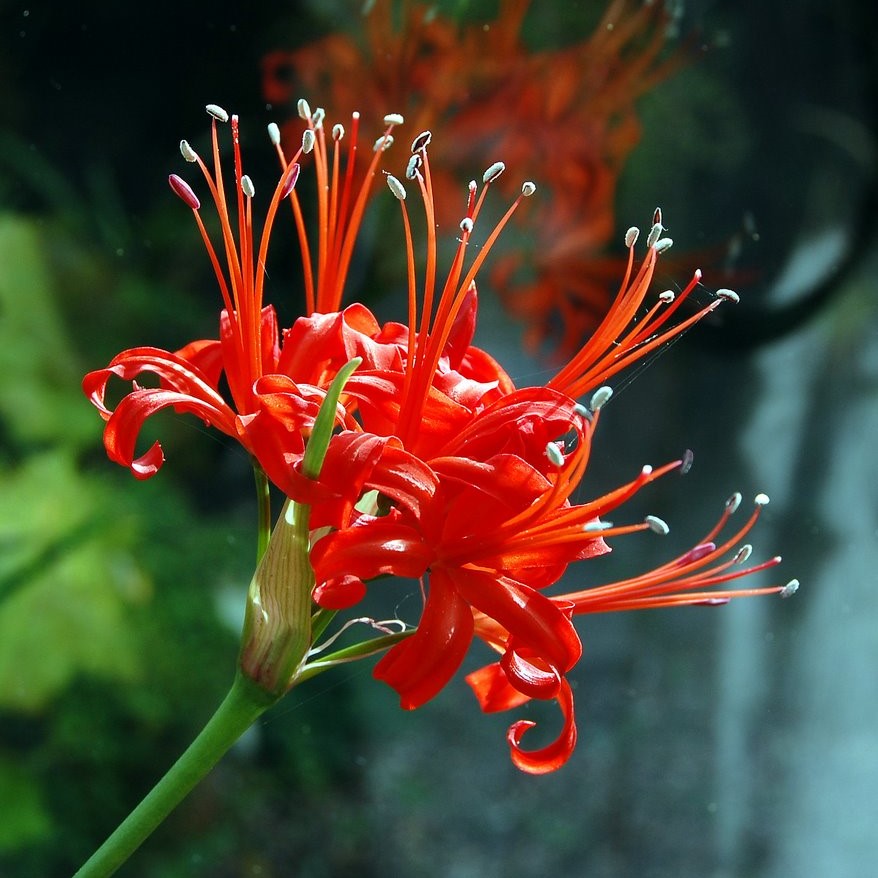 Nerine Sarniensis (Bulbs) - myBageecha