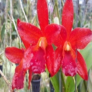 Catt. Netrasiri Star Bright Red - myBageecha